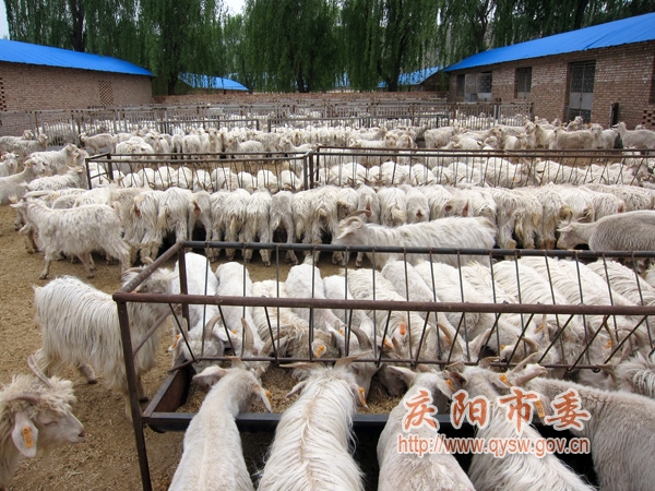 养羊 食槽设计图 养羊 食槽设计图