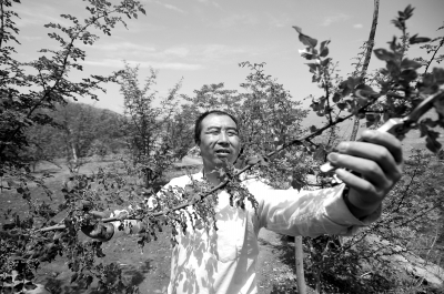 姜文在自己的花椒地里给花椒树剪枝