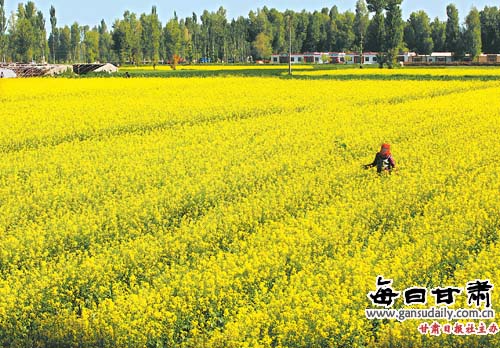 金黄色的油菜花成为甘州区一道怡人的风景(图