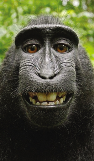 种种表情,从拍出来的照片看,这只聪明的猴子极其享受在镜头前表现自己