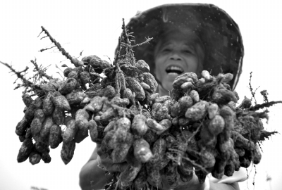 广西南宁市蒲庙镇龙岗村一名妇女在地里收摘花
