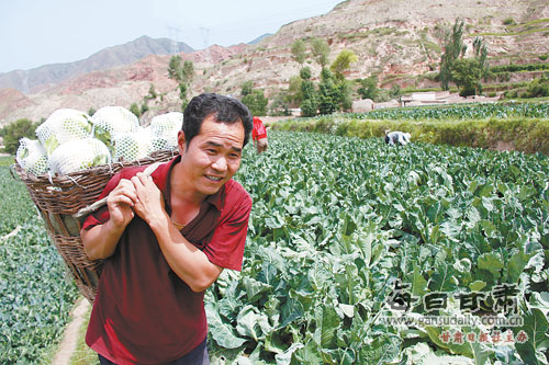 榆中县南部高寒山区种植的绿色蔬菜开始上市(