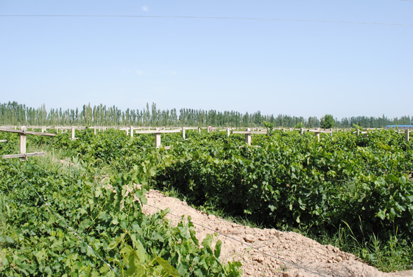 甘肃祁连葡萄酒业qilian winery