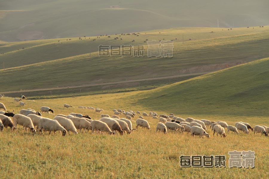 【高清组图】山丹马场:草原秋日的早晨景色如