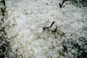 天水张家川遭冰雹灾害经济损失1千多万 -张家