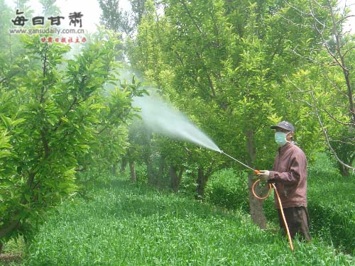肃州区农林站对果树采取农药喷洒等化学防治措施(图)