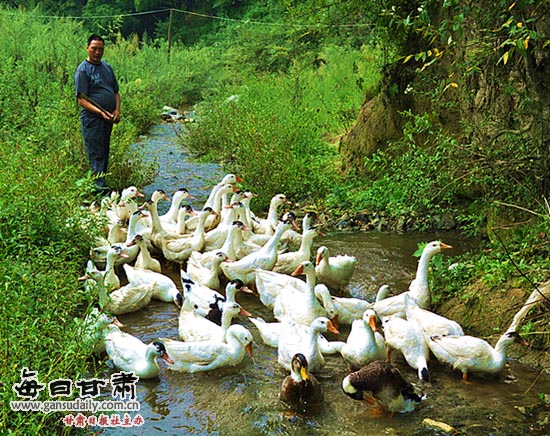 康县大南峪乡李河村农民利用溪水养鸭(图)