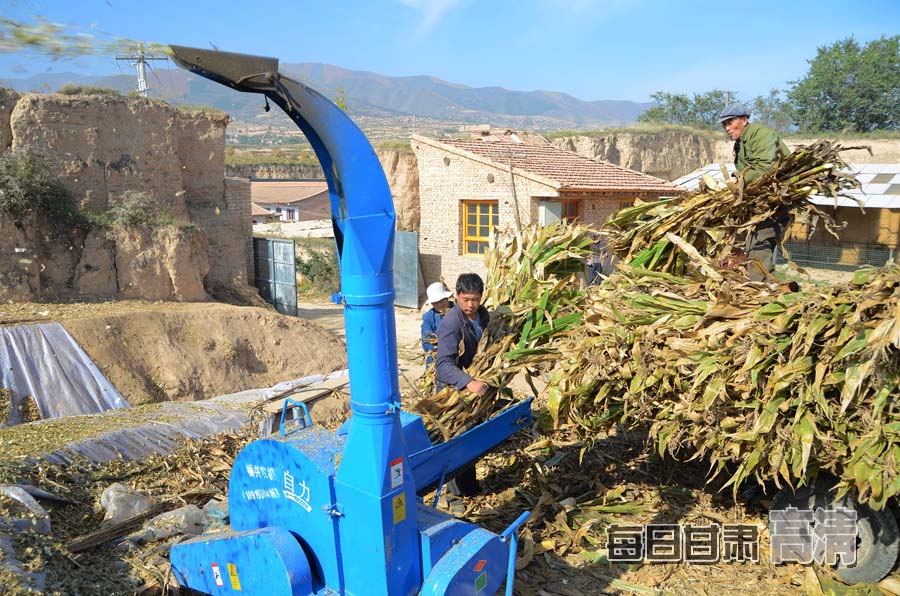 【高清组图】榆中县玉米秸秆青贮掀高潮-玉米