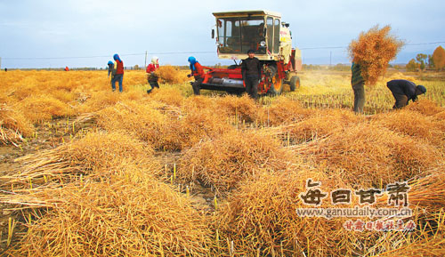 山丹县8万余亩优质双低油料作物全面丰收(图)