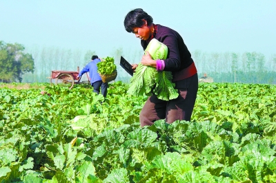 山东省枣庄市峄城区大桥村农民在菜地里采收大白菜(图