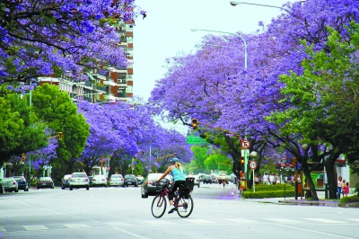 阿根廷首都布宜诺斯艾利斯迎来蓝楹盛开的季节
