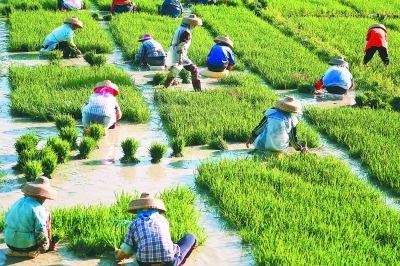 12月3日,在海南三亚,农民在早稻田间劳作,一片农忙景象.新华社发