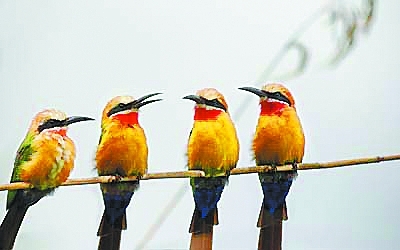 10985680_157835.jpg
