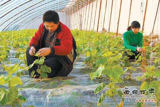 小龙虾每亩一年收入_蔬菜种植每亩收入