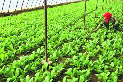 甘州种植的小白菜日前开始大量上市-小白菜|上市-每日甘肃-张掖