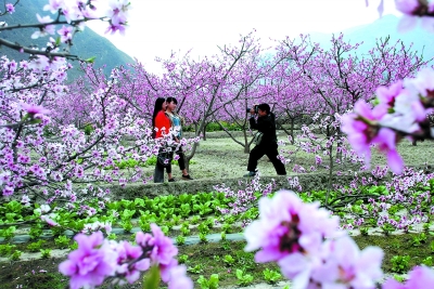 3月27日,武都几名游客在汉王镇马坝的桃花林中拍照.