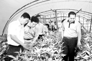 兰州尝试物理防治蔬菜害虫-蔬菜-每日甘肃-甘肃