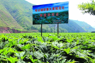 中草药种植基地_国内中药种植基地