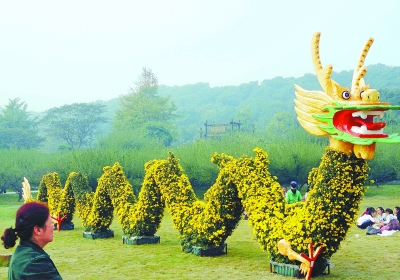 游客在苏州上方山国家森林公园观赏长30米的巨型“菊花龙”景观(图)