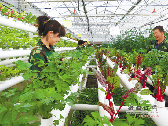 武威金帆高新农业孵化园区工人在育苗温室工作