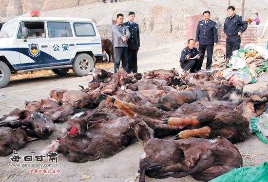 甘肃省启动严打盗猎贩运野生动物专项行动(图)-野生动物-每日甘肃-