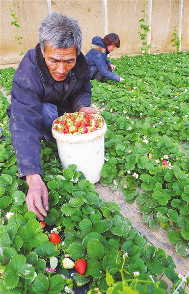 草莓种植大棚_大棚草莓亩收入多少钱(3)