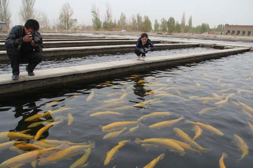 沙漠绿洲建起高寒冷水鱼养殖基地