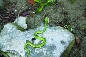 美丽的毒蛇——竹叶青