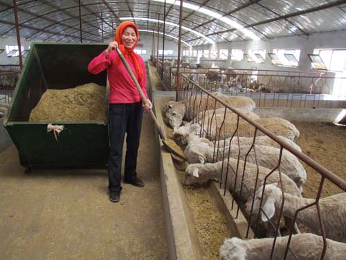 金塔县养羊业奏响充满希望的牧羊曲-金塔县