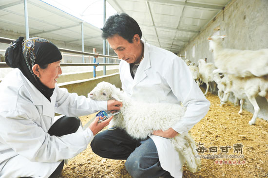和政县城关镇养殖户在给羔羊打防疫针-和政县
