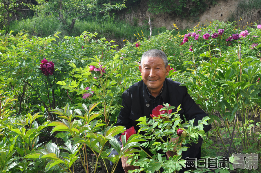 临潭县八角乡中寨村的牡丹花的盛开了(组图)-甘