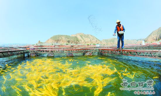 【视觉】黄河三峡养鱼人