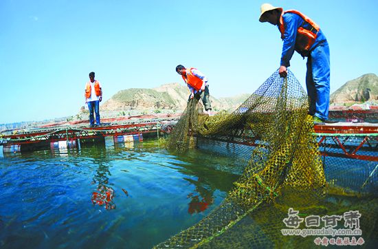 【视觉】黄河三峡养鱼人