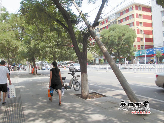 城事映像:皋兰路电线杆倾斜搭在一棵行道树上装修设计师的各个奖项图片