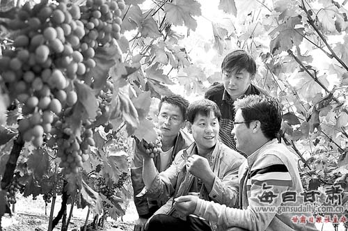 丹县花寨村农民科技指导员讲解葡萄管理知识-