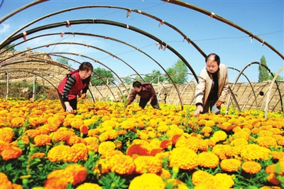 云南特色花卉有哪些答:云南省是植物种类最多的省份,有植物王国