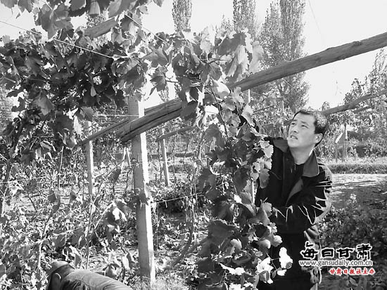 敦煌葡萄种植户忙着修剪果枝确保葡萄树安全越