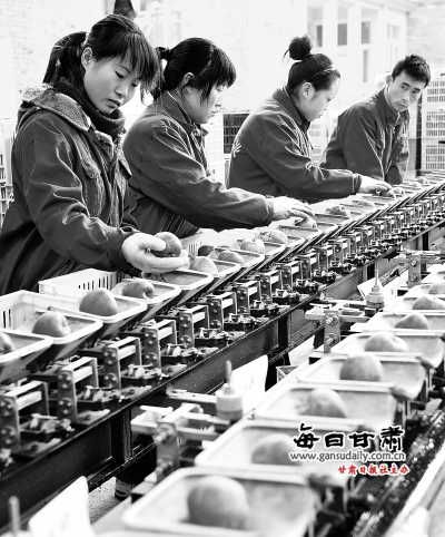 礼县丝源果业合作社的员工正在精心挑选准备销