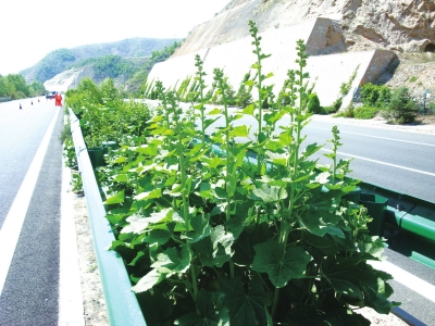 高速公路 绿色/喷洒农药消除病虫害