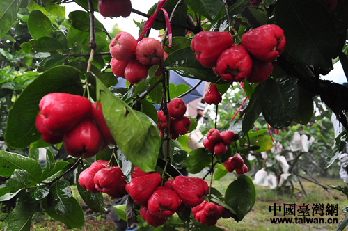 【中国台湾网】参观莲雾生产基地 品尝中国第