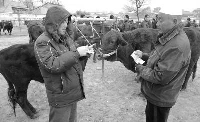 礼县盐官镇牛羊交易市场生意红火-交易市场|生