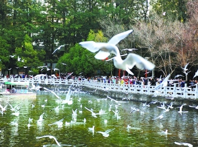 游人在昆明翠湖公园观看海鸥