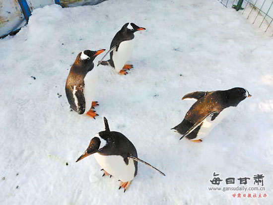 兰州晨报假期奇妙体验第二站今日走进百合公