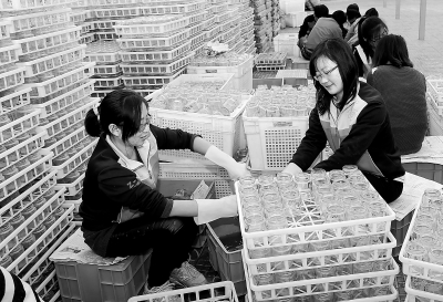 民乐县力争把马铃薯产业做大做强-民乐县|马铃