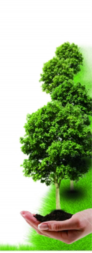 同植希望树,共圆绿色梦公益活动吸引许多情侣