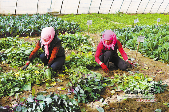 临泽县绿野蔬菜制种专业合作社社员对新培育的