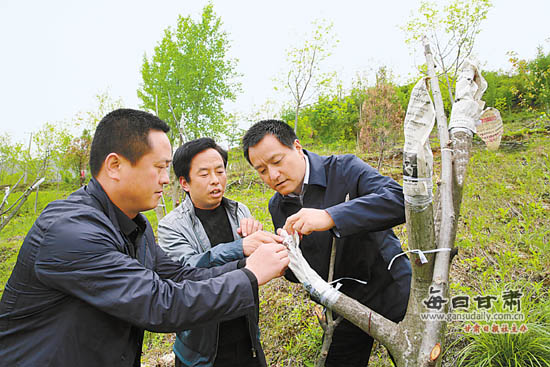 成县开展200万株核桃树高接换优工作纪实-市州