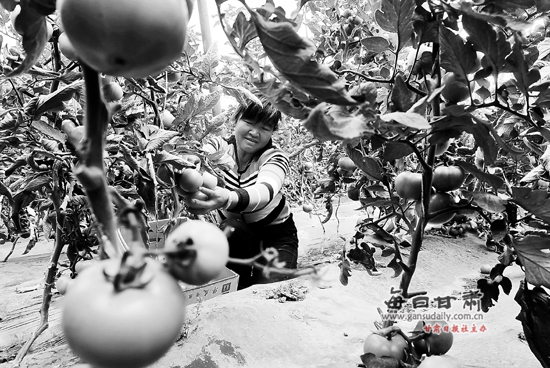 临夏市农业产业结构调整初见成效-临夏-每日甘