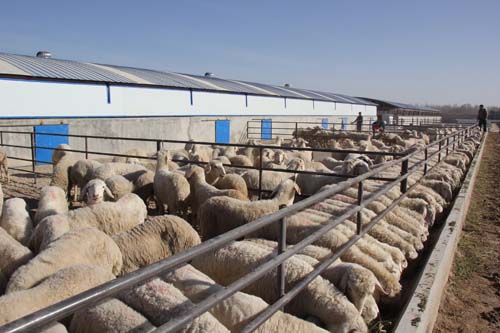 敦煌市现代农业设施养殖示范园区-敦煌市-每日