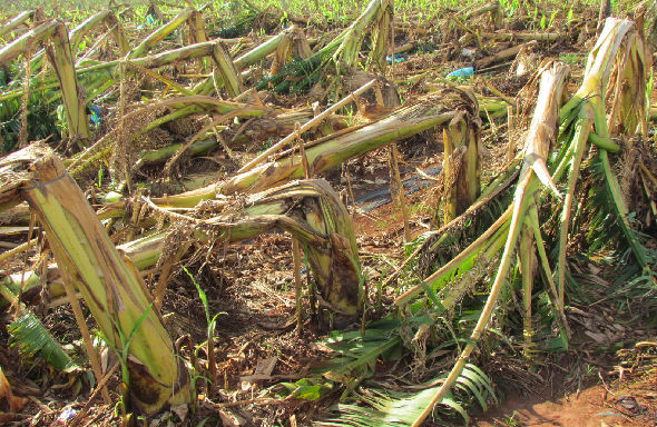 广东徐闻下桥近300亩香蕉园遭风灾毁于一旦